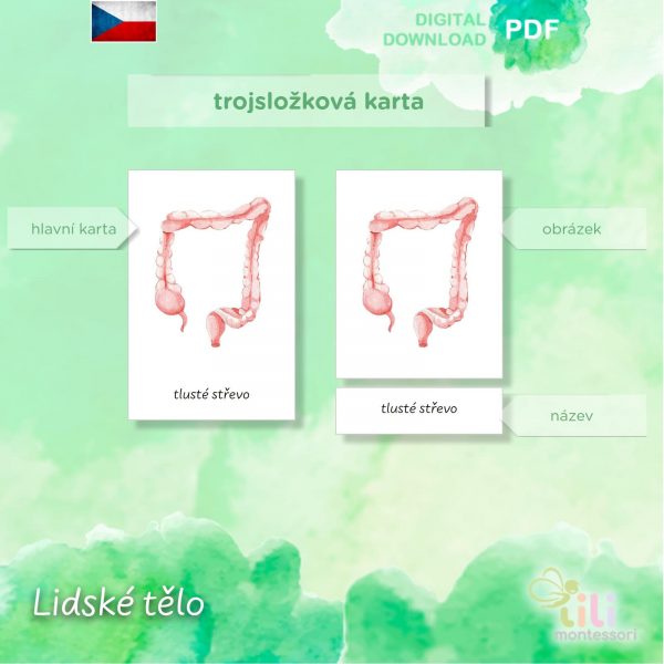 Lidské tělo -Trojsložkové karty ČJ - Image 4